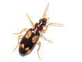 Dromius quadrimaculatus